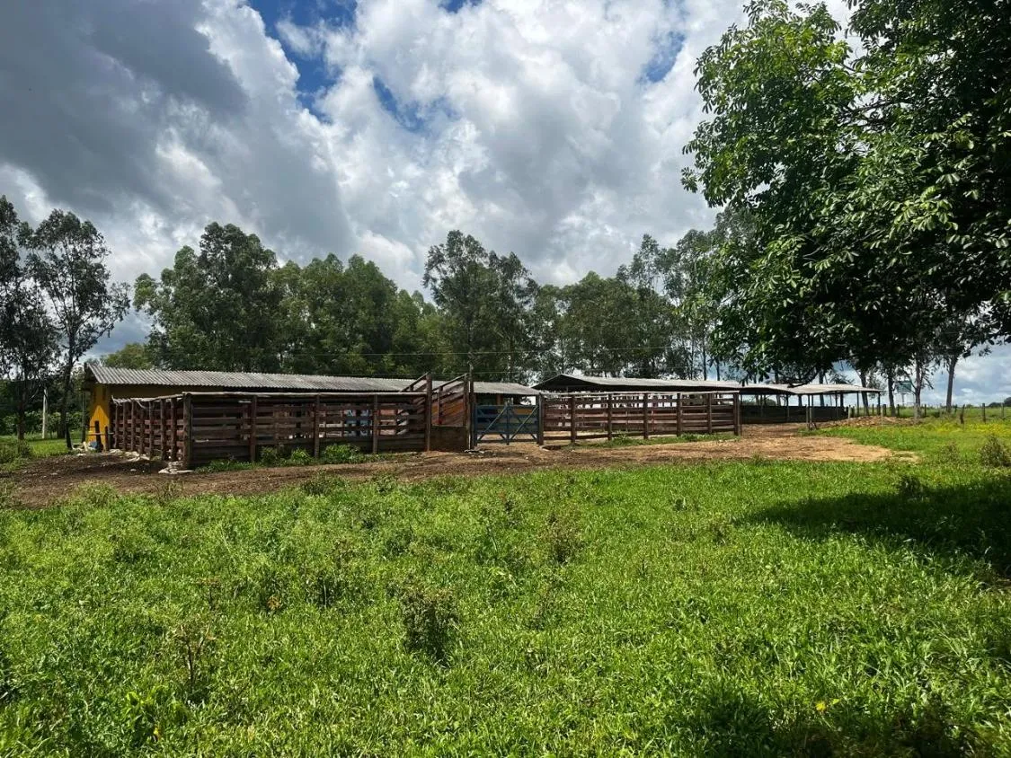 Imagem FAZENDA À VENDA ? PORTEIRA FECHADA / BUENÓPOLIS/MG área total de 223 hectares