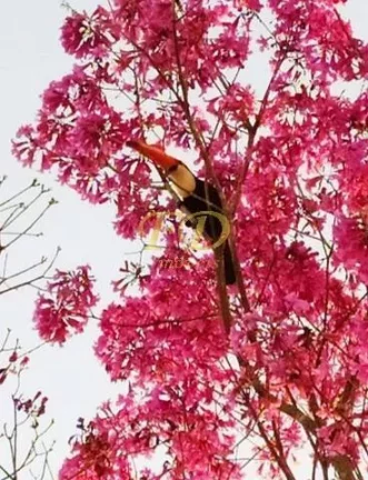 Imagem Chácara em Mairiporã / Mato Dentro Permuta por Imóvel Zona Norte !!!!