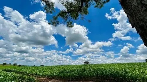 Foto do imóvel FAZENDA À VENDA | 53 HECTARES | SÃO JOSÉ DA VARGINHA/MG