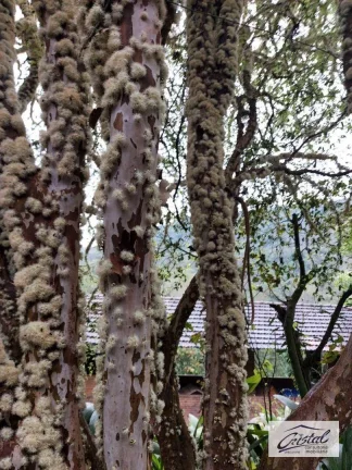 Imagem Chácara com 2 dormitórios à venda, 5500 m² - Serra da Cantareira - Mairiporã/SP