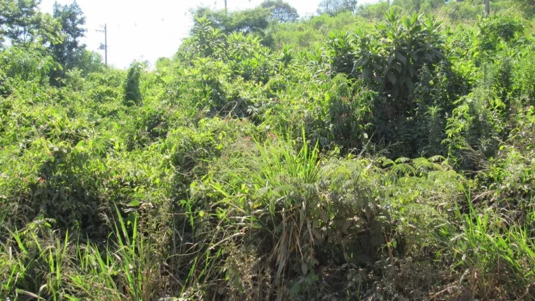 Imagem Terreno para Venda em Concórdia, Colibri