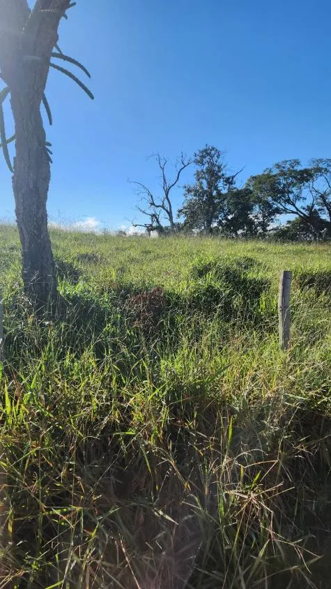 Imagem Vende-se excelente terreno em Bonfim/MG com Área total de 23 hectares, toda formada