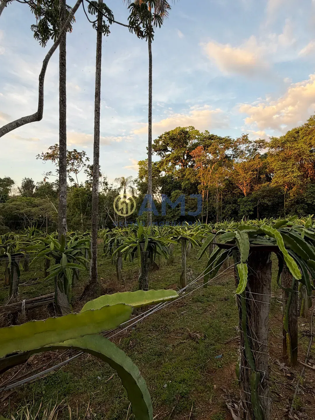 Imagem DUAS CHÁCARAS VIZINHAS À VENDA | HIDROLÂNDIA/GO