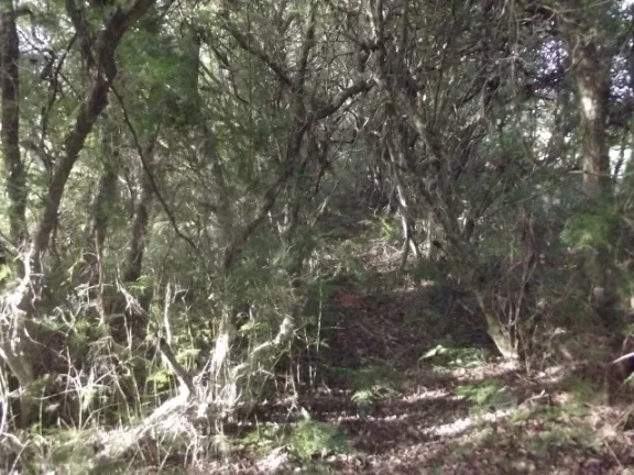 Imagem Belo Sítio com 4.000m², Cercado, Águas Claras, Viamão