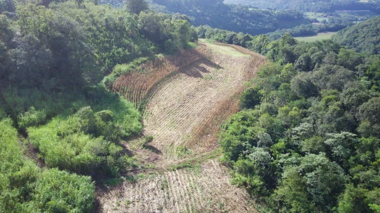 Imagem Área Agrícola para Venda em Concórdia, Barra do Pinhal