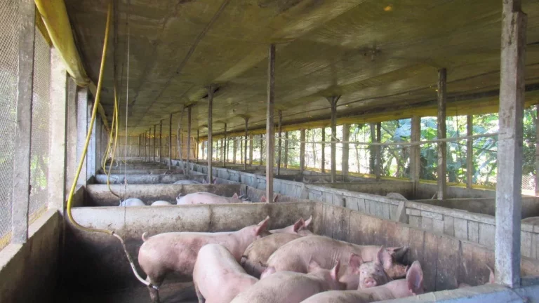 Imagem Área Agrícola para Venda em Lindóia do Sul, Linha Mimosa