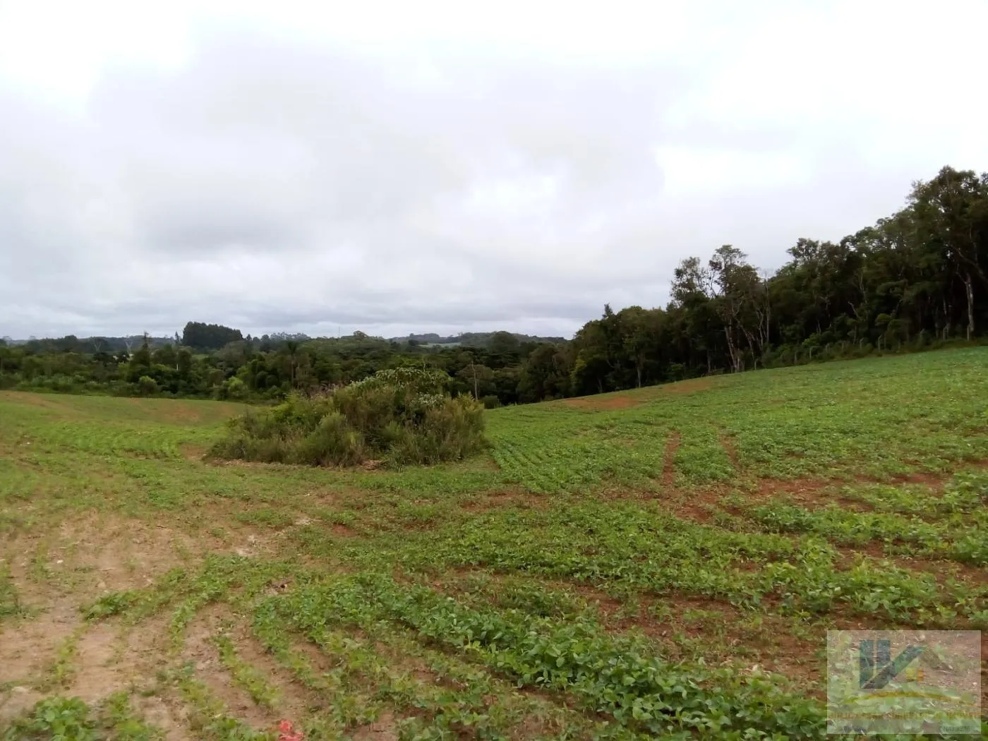 Imagem Terreno para Venda em São José dos Pinhais, Contenda, 1 dormitório