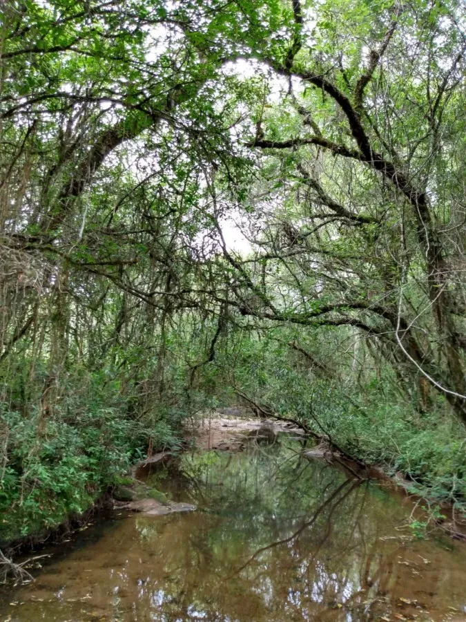 Imagem Sítio para Venda em Piratini, zona rural, 1 dormitório, 1 banheiro