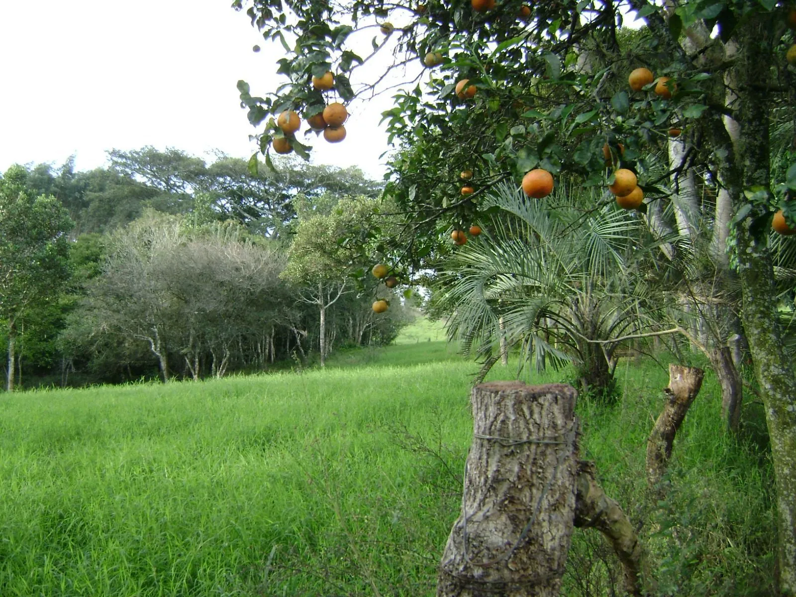 Imagem Sítio em Itapuã