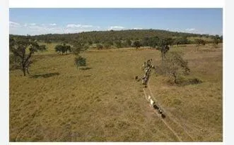 Imagem Fazenda Completa e Produtiva em Curvelo/MG 535 hectares