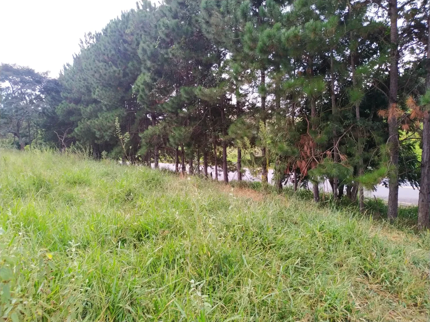 Imagem Chácara à venda 30000M², Zona Rural, Silveiras - SP