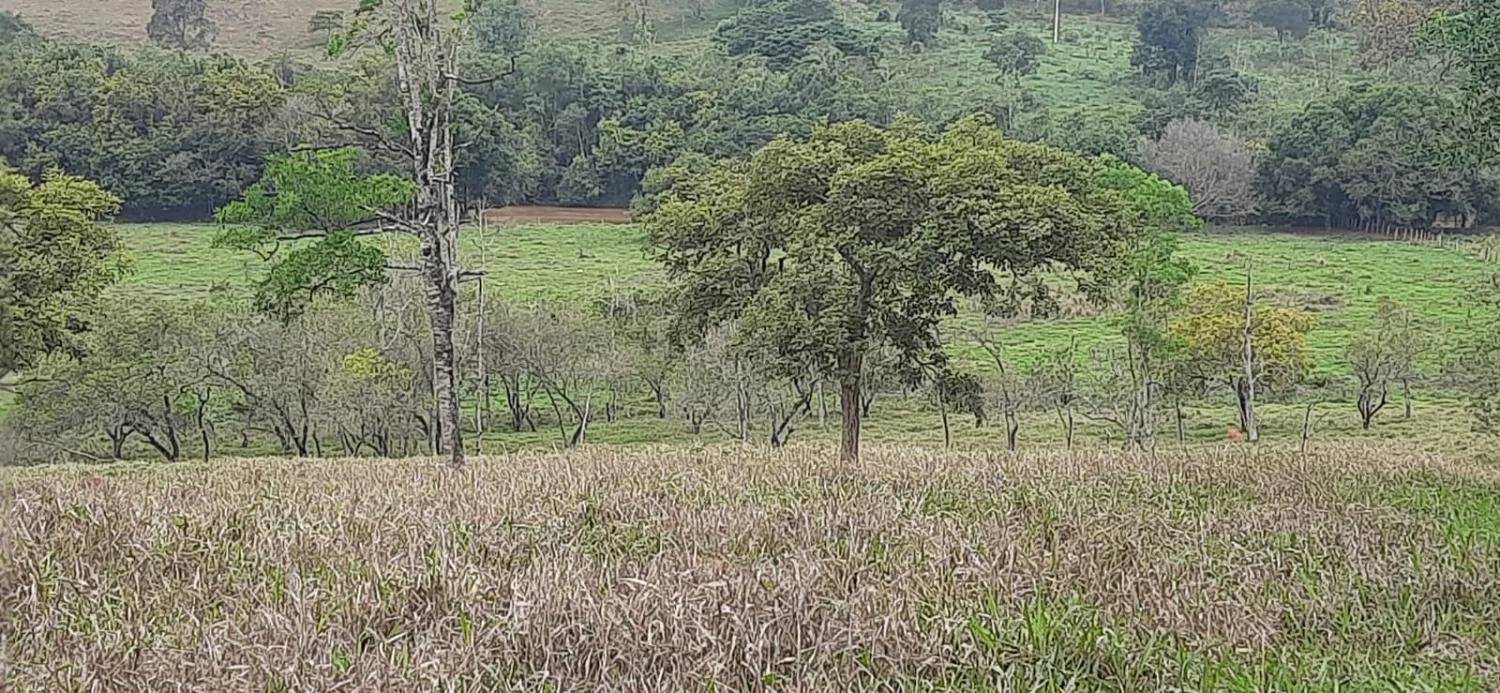 Imagem Terreno à Venda em Carmópolis de Minas 13,5 hectares, todo formado
