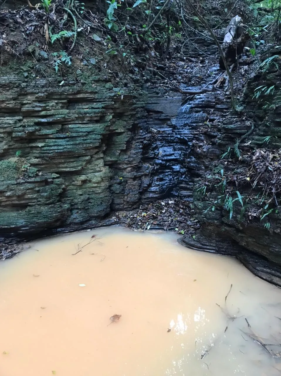 Imagem Refúgio Sereno: Propriedade com Carvoaria e Potencial de Renda em Pilar do Sul
