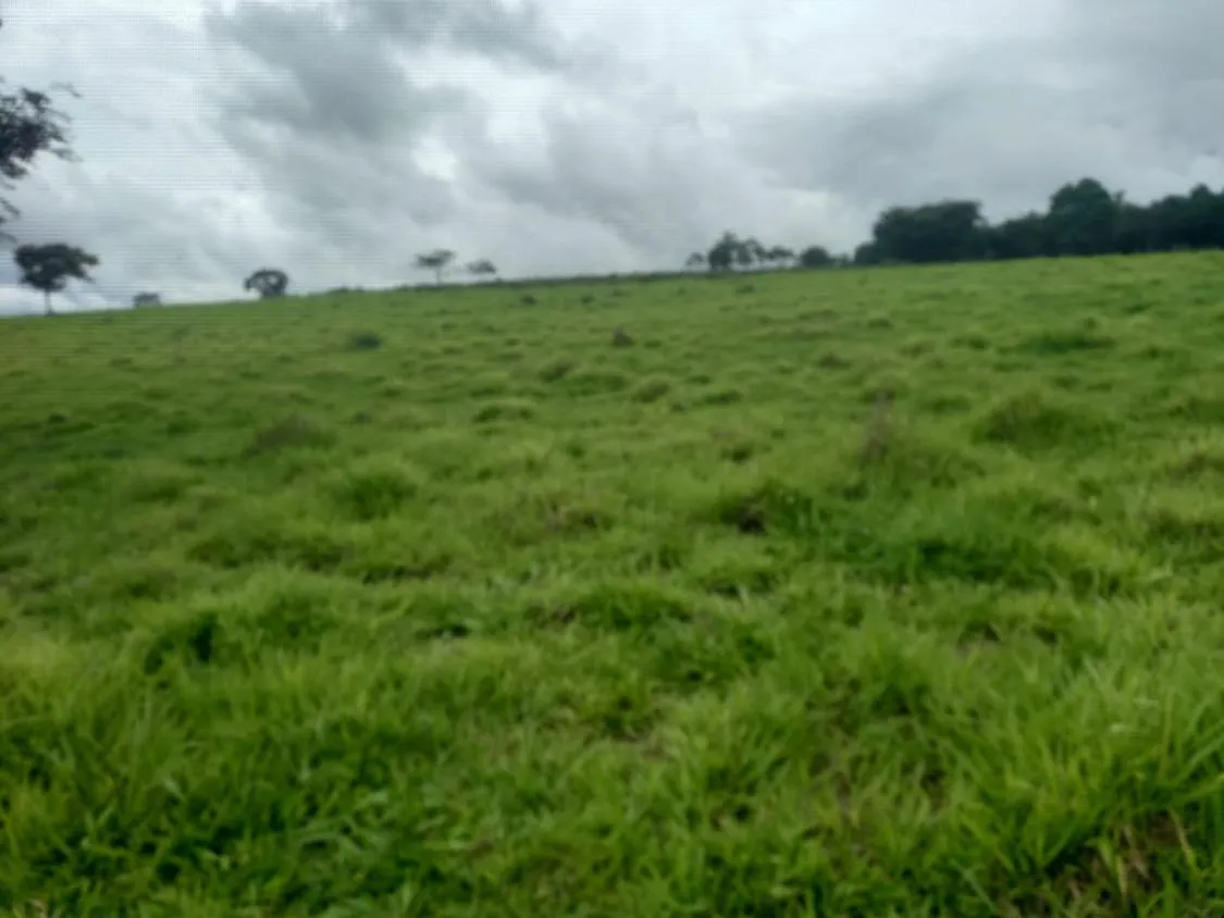Imagem Excelente terreno rural à venda em Passa Tempo/MG 50 hectares de terra