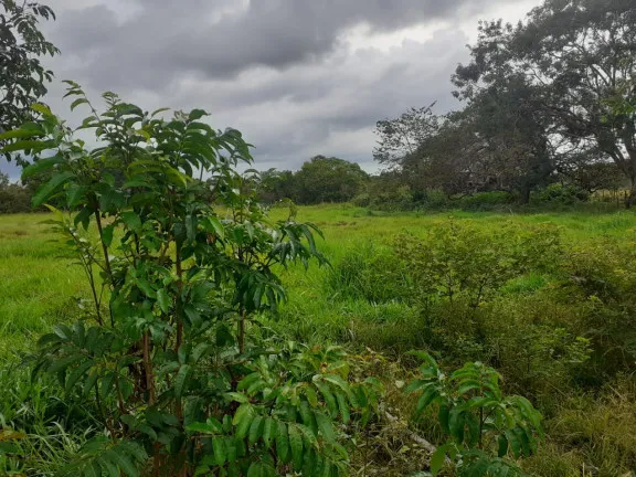 Imagem Fazenda à Venda,  em zona rural - Salvaterra