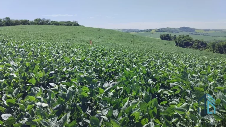 Imagem Fazenda com 57 alqueires (plantando 46) Solo roxo alta fertilidade, Engenheiro Beltrão PR