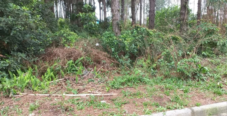 Imagem Terreno em Ambrósio, Garopaba-SC: localização ideal, infraestrutura completa e escritura pública!