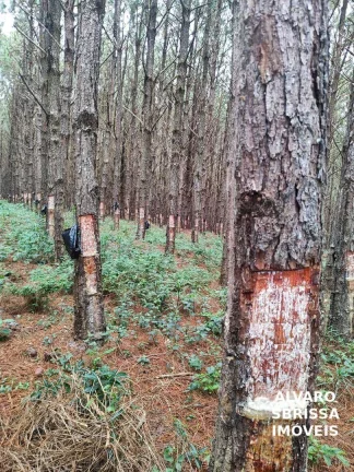 Imagem EXCELENTE FAZENDA COM PINUS A VENDA NA REGIÃO DE ITAPETININGA-SP