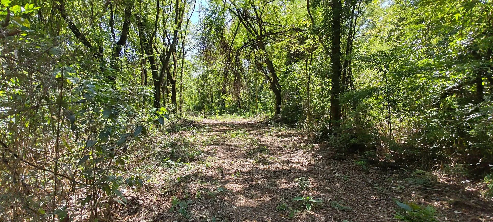 Imagem Chácara a venda em Cascavel, com 2,0992 hectare cada uma e matrícula indiviauais.
