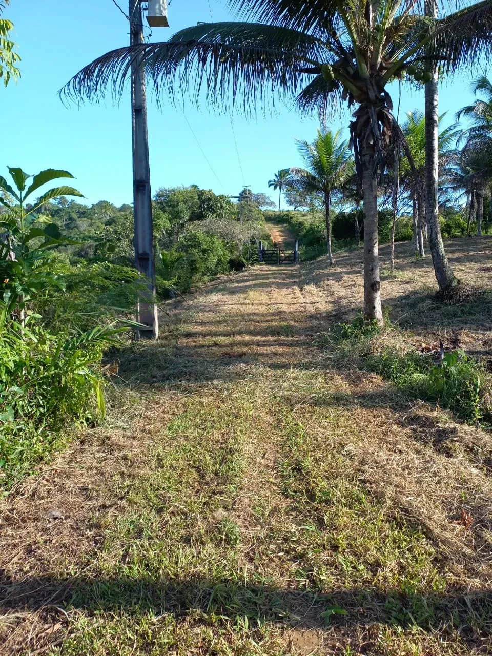 Imagem Fazenda à Venda, 18 HA em Jaguaripe - Jaguaripe