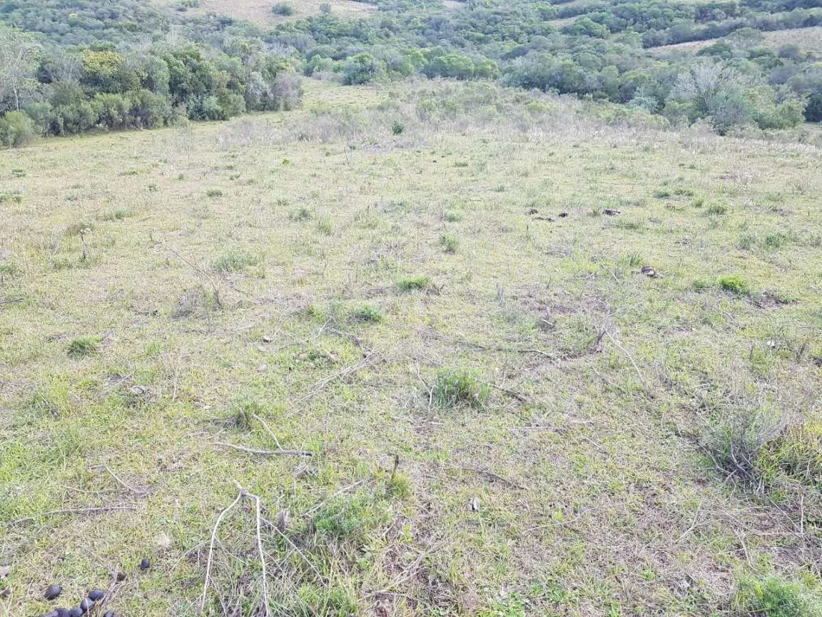 Imagem Sítio para Venda em Pedro Osório, Brasileiras