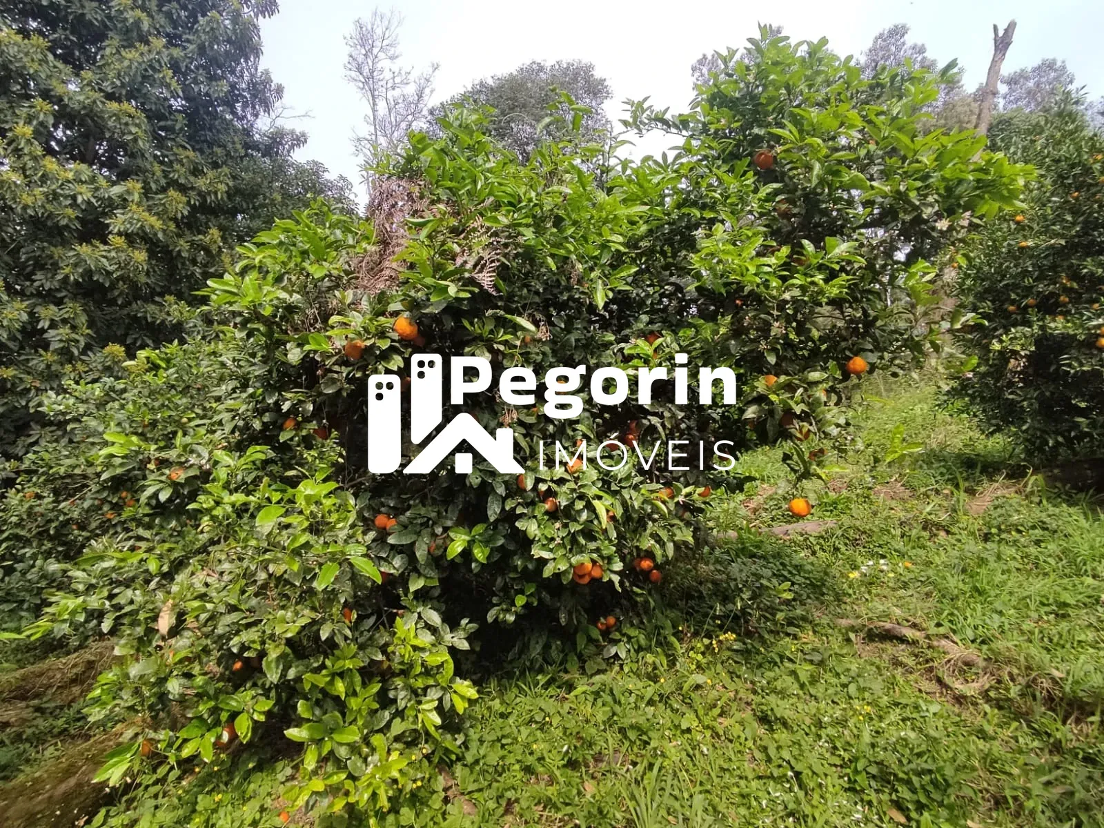 Imagem CHÁCARA EM CAMPO MAGRO 51.000M²