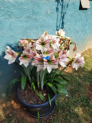 Imagem Belissíma Chacará no Jaguari Santana de Parnaíba com 3 Dormitórios !