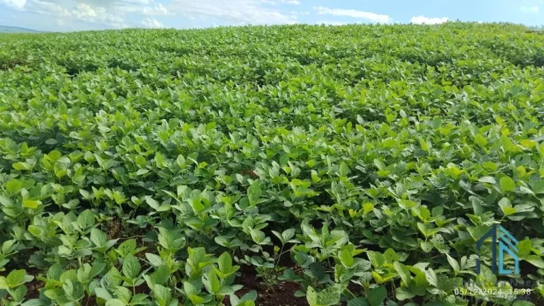Imagem Fazenda com 57 alqueires (plantando 46) Solo roxo alta fertilidade, Engenheiro Beltrão PR