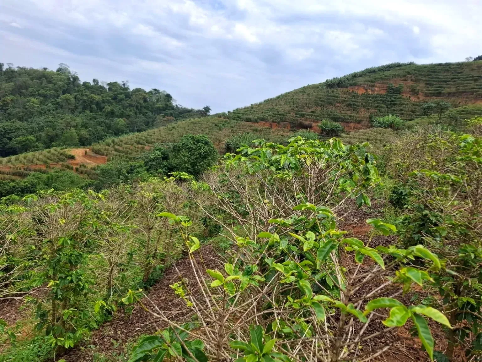Imagem Sítio à Venda, 13 alqueireSP em Zona Rural - Caconde
