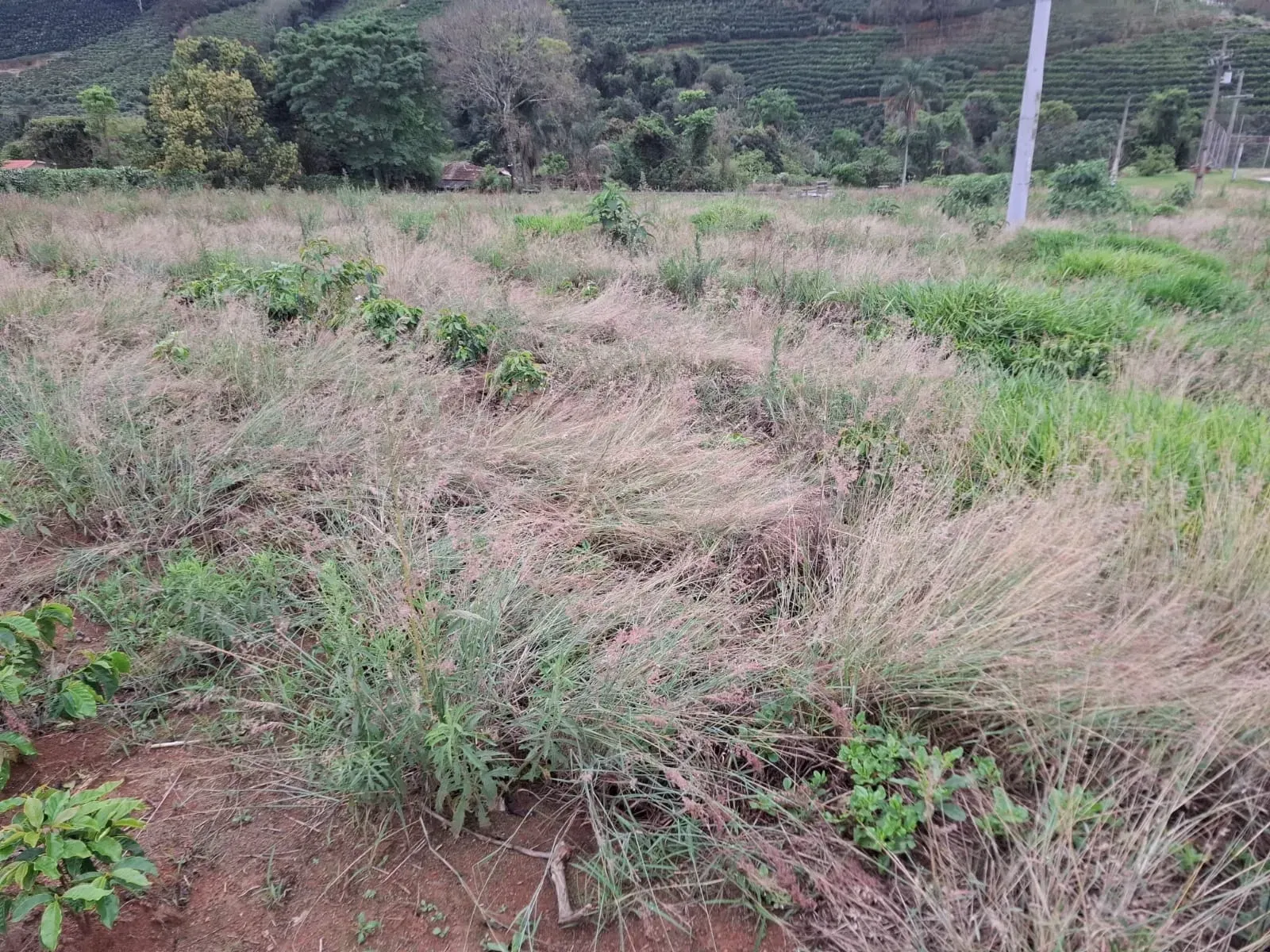 Imagem Sítio à Venda, 2 alqueireSP em Zona Rural - Divinolândia