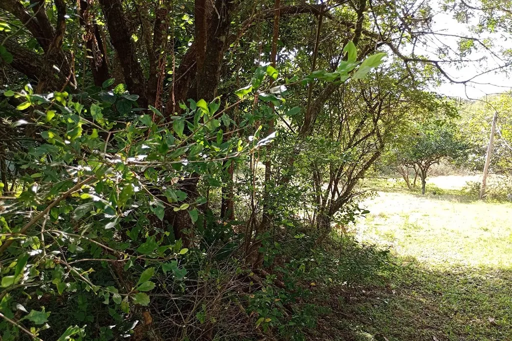 Imagem Fazenda em Belém Novo