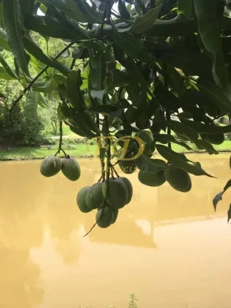 Imagem Sítio em Atibaia com Lago