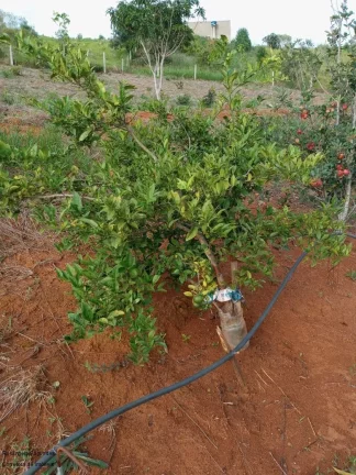 Imagem CHACARA RURAL em CALDAS - MG, Zona Rural