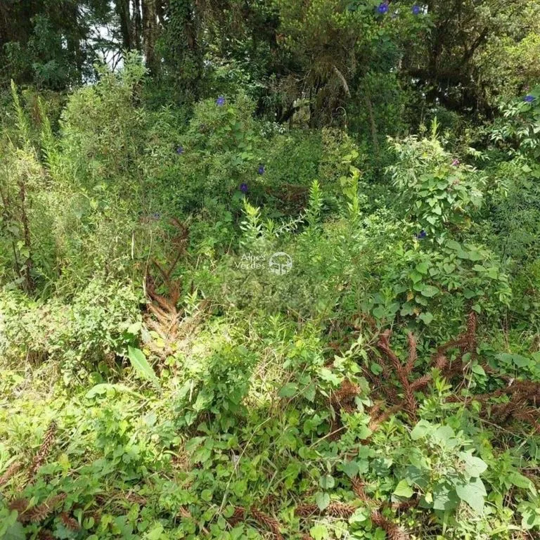 Imagem Terreno à venda no bairro São Luís em Canela - Lote 37 / Área de 553,55m2
