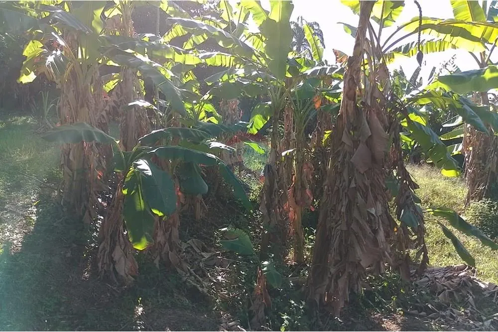 Imagem Terreno à Venda em Guaratiba