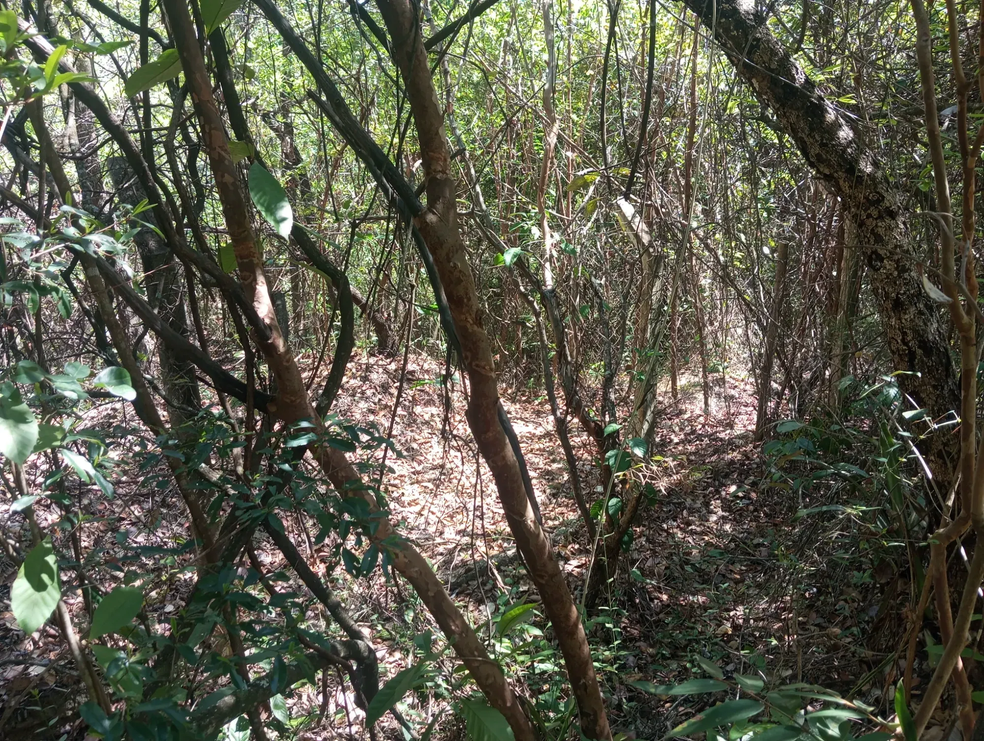 Imagem Chácara com 2 Quartos à Venda, 34.000 m² em Ravena - Sabará