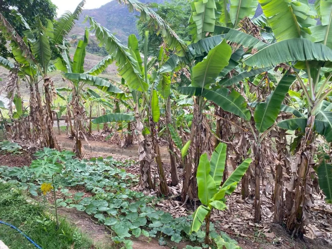 Imagem FAZENDA À VENDA Antônio Dias 48 hectares de terra