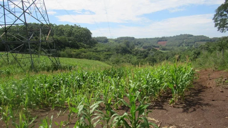Imagem Área Agrícola para Venda em Concórdia, Rural