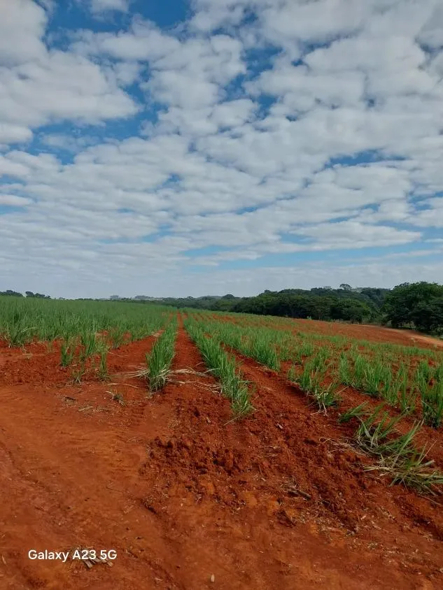 Imagem Vendo excelente fazenda em Lagoa da Prata/MG 376 hectares de terra
