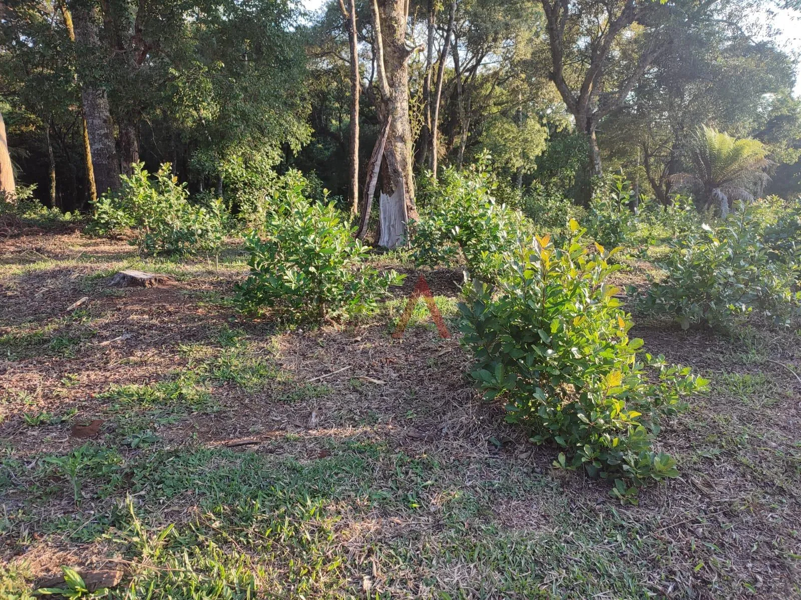 Imagem Chácara com 4 alqueiras com casa 2 dormitórios à venda, TURVO - PR