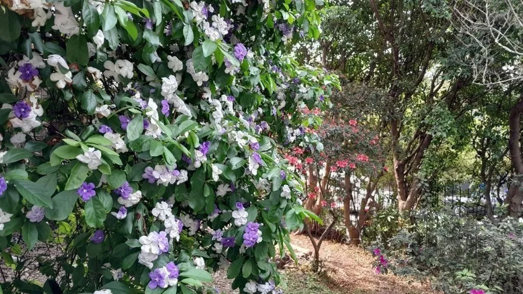 Imagem Terreno para Comprar na Santa Cecília no bairro Rio Branco.