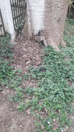 Imagem alugo ou vendo terreno 2.200 metros km 26 da Rdovia Raposo Tavares