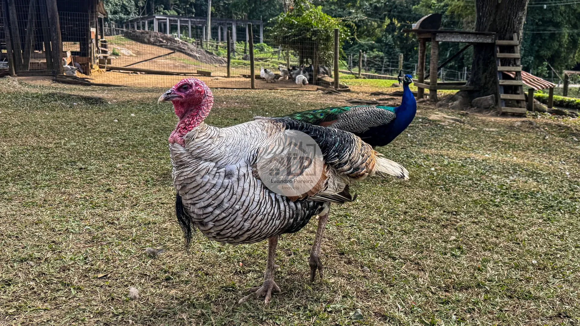 Imagem Fazenda/Sítios/Chácaras de 3 quartos, 150m² no bairro Penedo, em Itatiaia