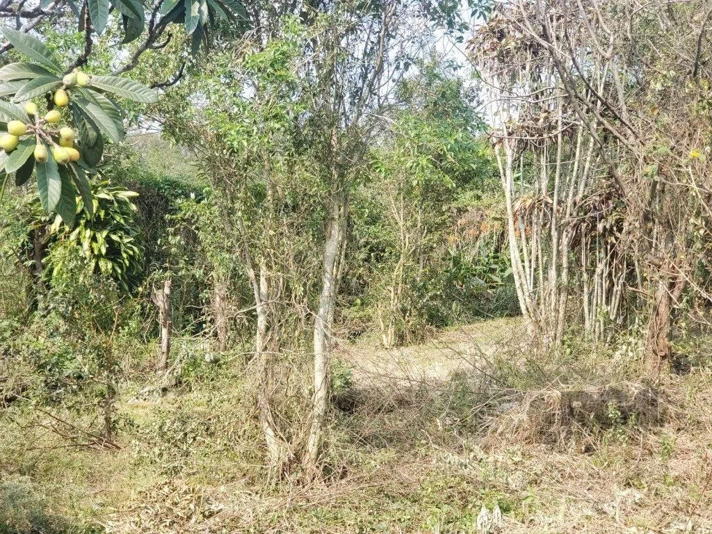 Imagem Terreno em Vila Nova