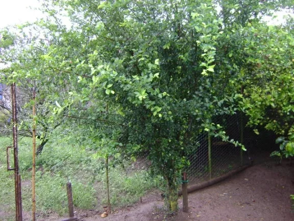 Imagem Chácara Atibaia 100% plana rio pertinho do asfalto!