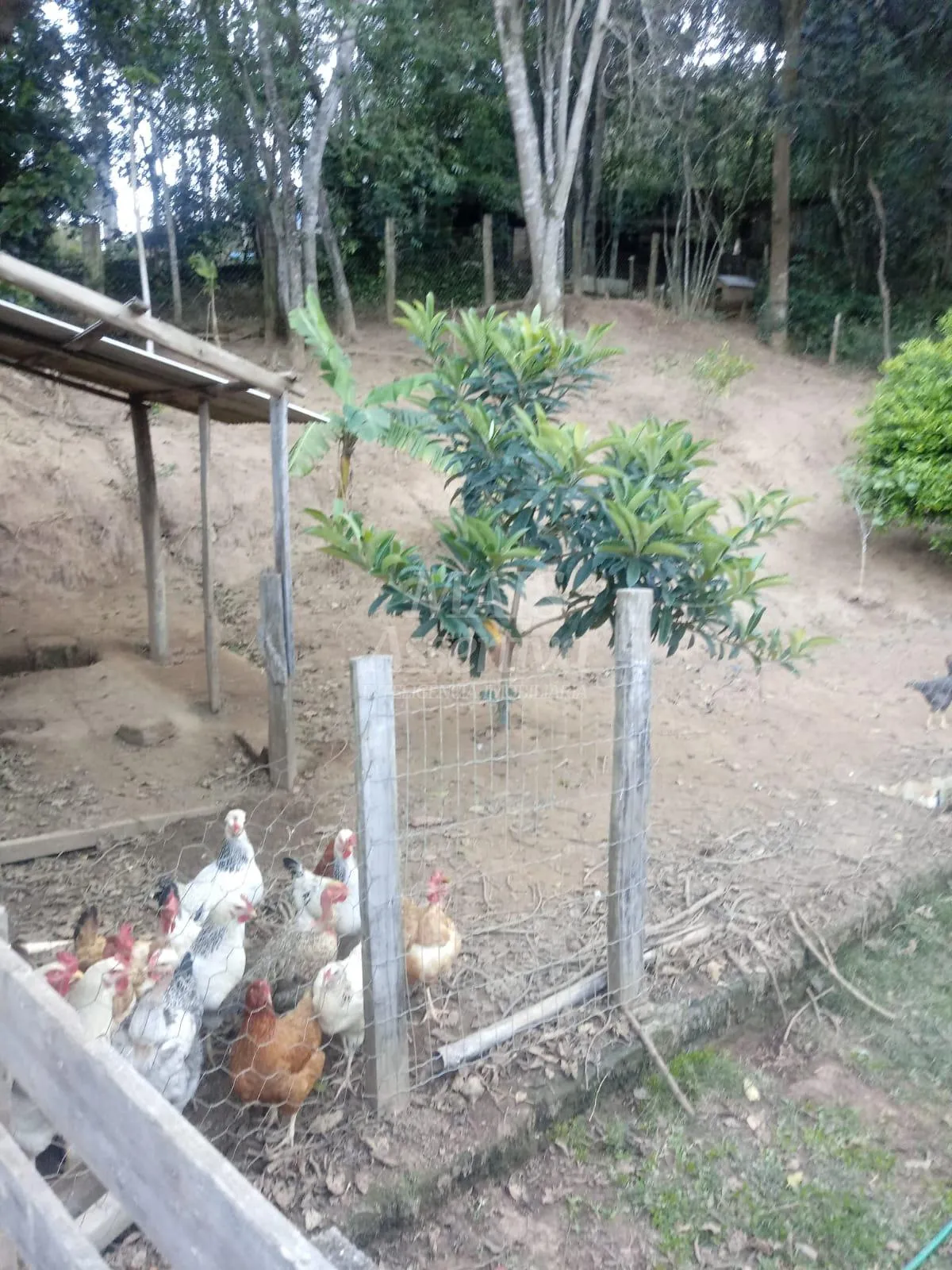 Imagem Sítio para venda em Nova Hartz Bairro Progresso