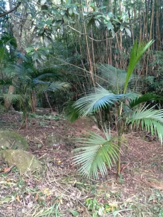 Imagem Oportunidade Única: Terreno à Venda no Bairro Macacu em Garopaba/SC! 1.639,00 m² de área. Confira já!