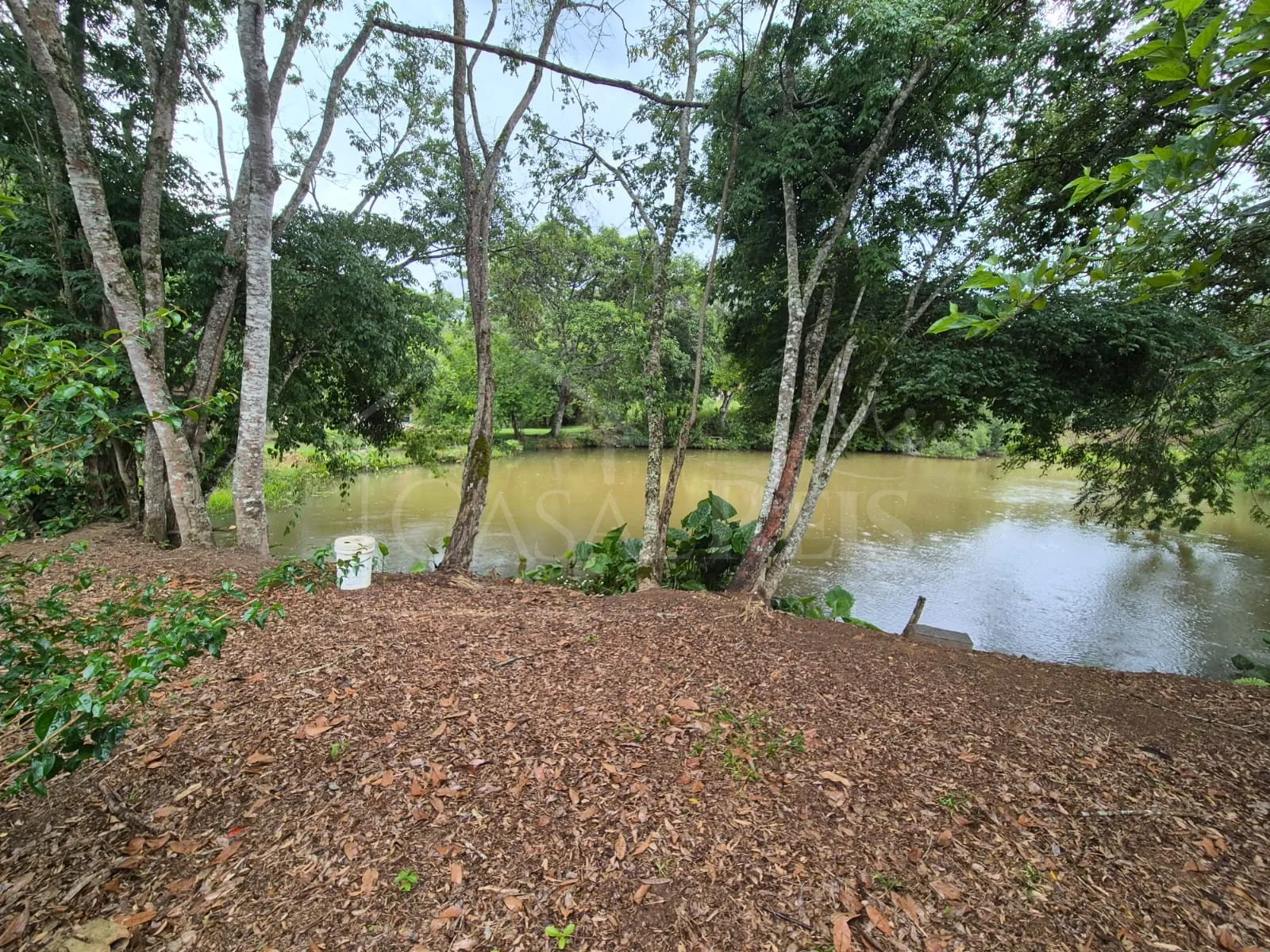 Imagem Chácara 2,4 ha à venda em Área Rural, Bandeira do Sul