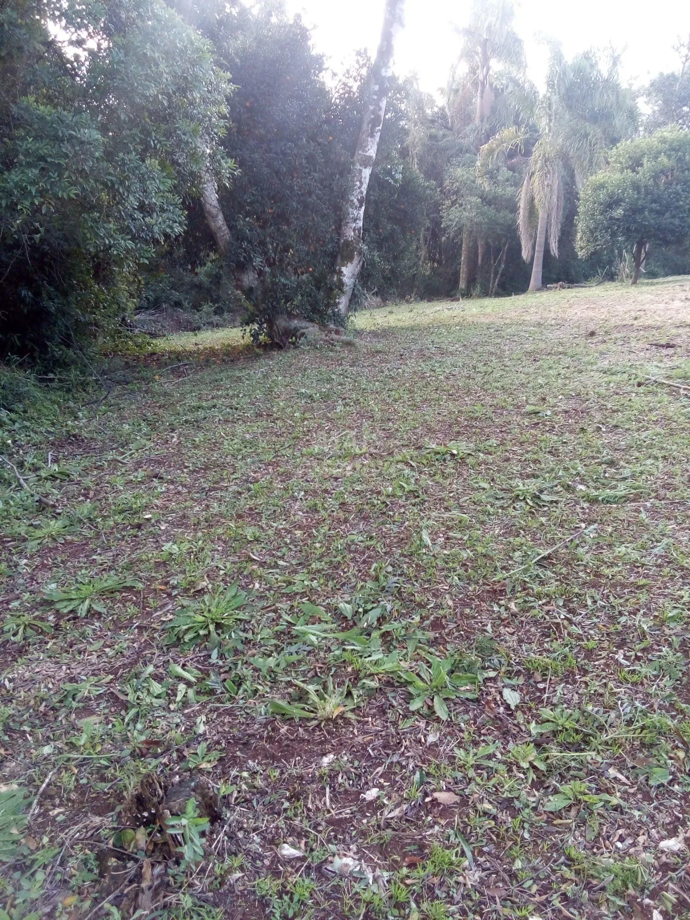 Imagem Chácara para venda em Rolante (8.000m²)