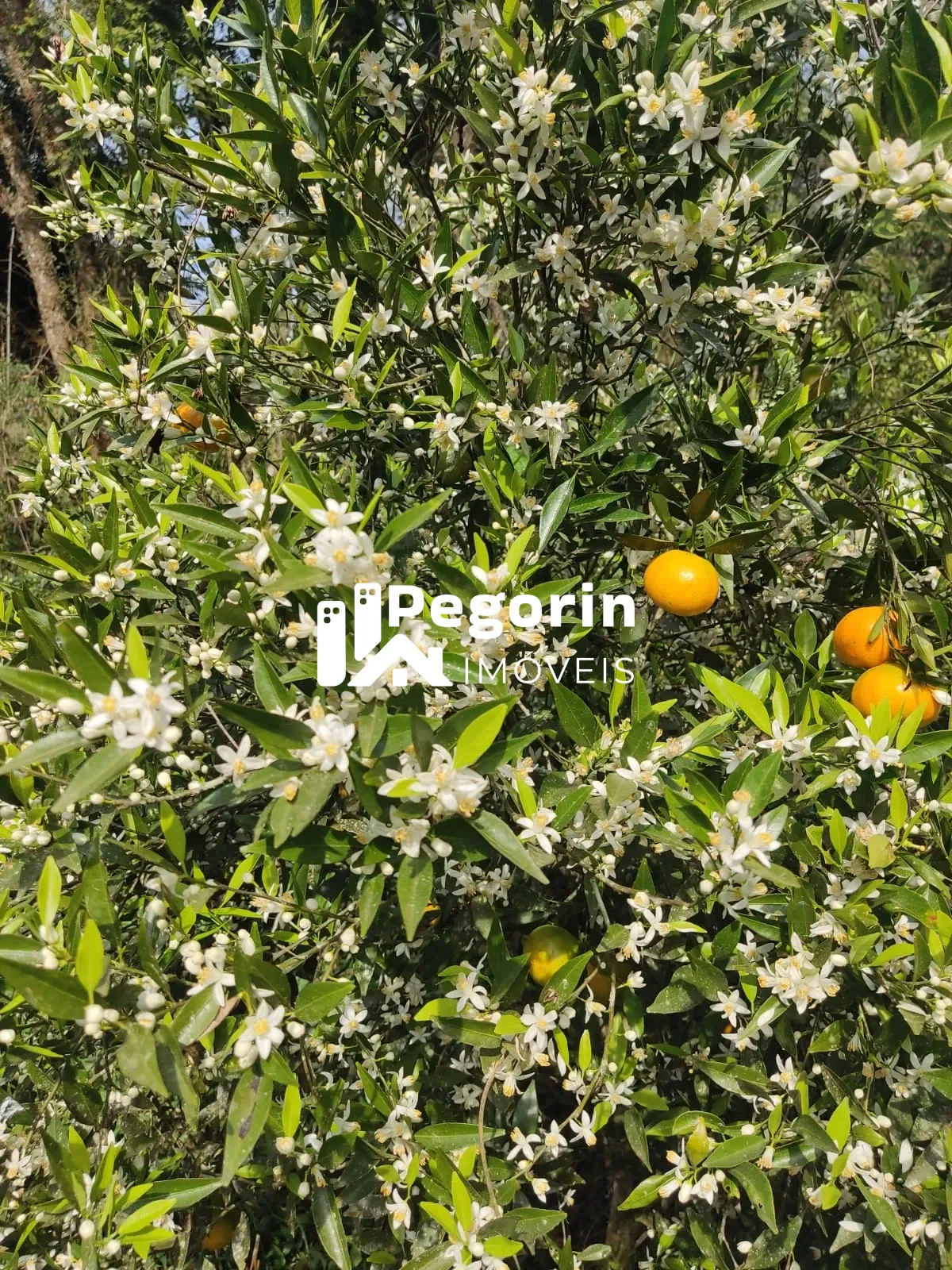 Imagem CHÁCARA EM CAMPO MAGRO 51.000M²